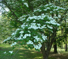 Flowering Dogwood
